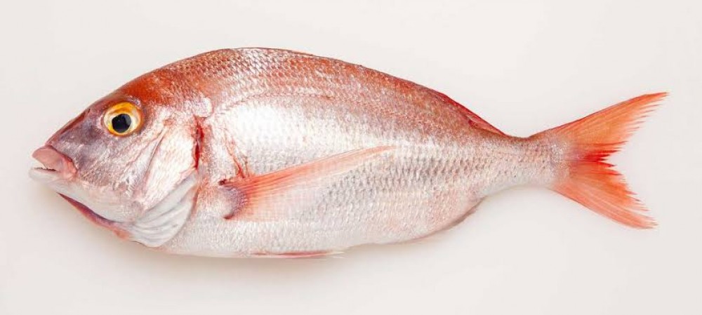 Pageot poisson 